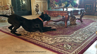 Talkative Clumsy Great Dane Puppy Wants Cat To Play With Her