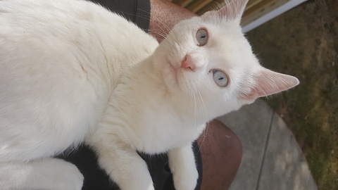 Casper the cat learns how to stand