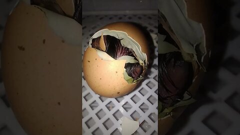 Chicken egg hatching in 4K