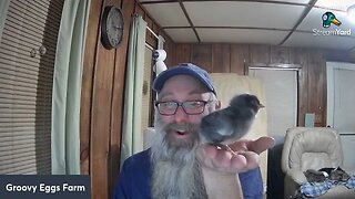 Baby Chicks Live! - LATE Live Instead of Editing Next Video