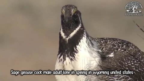 Sage grouse cock male adult lone in spring in wyoming united states