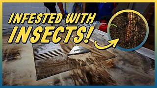 Insect Infested Carpet - ASMR Sounds