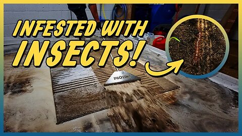 Insect Infested Carpet - ASMR Sounds