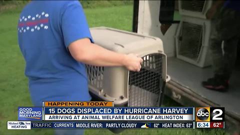 Adopt a pet rescued from Hurricane Harvey