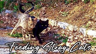 Feeding Stray Cats - Fantastic Feral Felines Food Festival