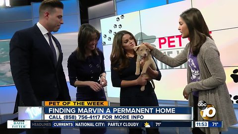 10News pet of the week: Marvin