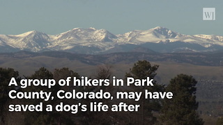 Hikers Save Adorable Dog Trapped For Nearly 10 Days At Bottom Of Old Mine Shaft