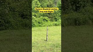 Eastern Bluebird Catches a Bug Mid-Flight