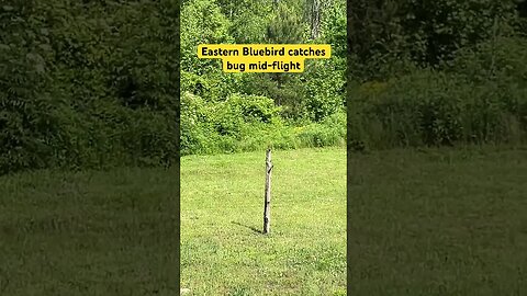 Eastern Bluebird Catches a Bug Mid-Flight