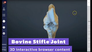 Bovine Stifle Joint - 3D Veterinary Anatomy & Learning IVALA®