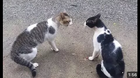 Cats Fighting with sound - Exclusive Video (Play with full sound)