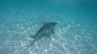 Just a Bull Shark Swimming Slow Mo