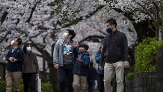 Early Cherry Blossoms Peak Points To Climate Change
