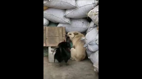 Funny dog vs chiken fight