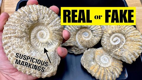 REAL or FAKE?? Cutting Ammonites Open w/ Lapidary Saw to find out!