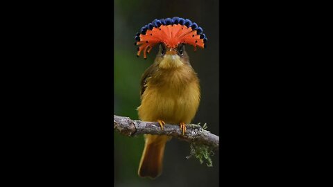 Atlantic Royal Flycatcher - Maria Leque do Sudeste