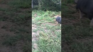 Pasture pigs enjoying their new pasture #pig #homesteading #animal #pigs #pasturedpigs #pasturepork