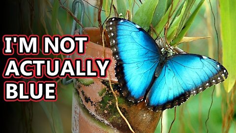 Morpho facts: a not so blue butterfly | Shoikat180
