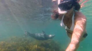 Un gentil phoque vient interagir avec une plongeuse au Royaume Uni