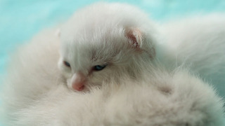 Children Save Four Abandoned, Newborn Kittens Discovered in The Bushes