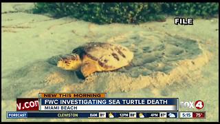 Sea turtle found dead after nesting on Florida beach