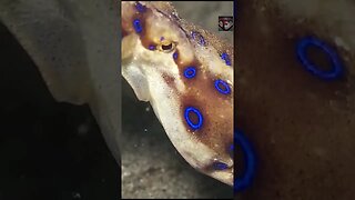 The Blue-Ringed Octopus Facts #shorts #amazingfacts #animals