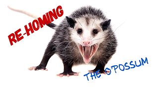 The Opossum's Ecological Contributions: Nature's Unsung Heroes. #possum, #opossum #prepperboss