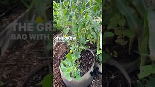 GROW BAG GARDENING: Cantaloupe grown vertically