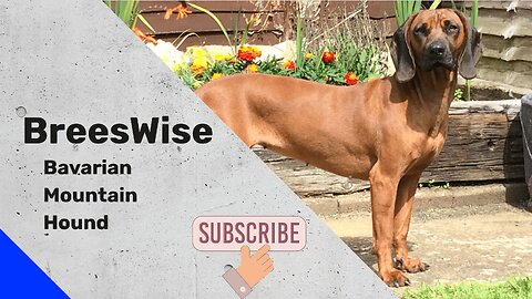 The Bavarian Mountain Hound: A Loyal and Energetic