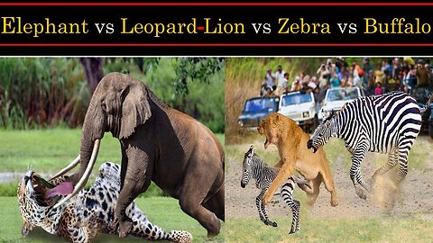 Mother_Animals_against_predators_to_save_baby_-_Lion,_Zebra,_Buffalo,_Wildebeest,_Impala,_Warthog,