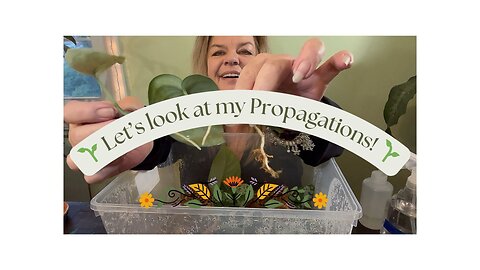 🌱 🌱 Let’s Check My Propagations Together! Corms, Sphagnum Moss, Stratum and More…