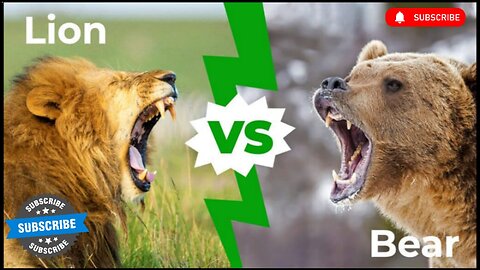 Lion vs Bear || best fight scene || wild life || forest animal || Lion || Bear