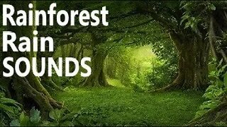 Sleep Within 3 Minutes With Relaxing Serene Forest Ambience & Rainy Day Sounds, 11 Hours