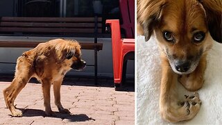 Meet Tilly, The Tiny Dog That Doesn’t Know She’s Different