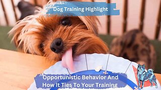 Opportunistic Behavior | What Is It And How It Ties To All Methods Of Dog Training