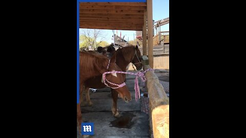 Clever horse escapes stable ropes