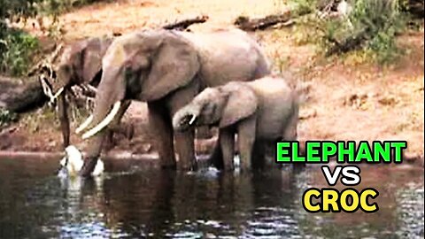 Animal Fight| Elephant Vs Croc |