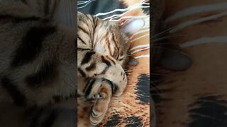 Sleepy Bengal boi #bengalcat #catnap #cutecat