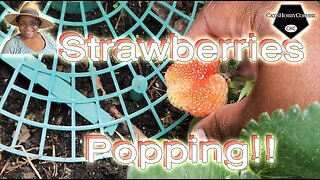 #Strawberries Popping - #catshobbycorner