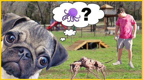 I Took My Pet Octopus to the Dog Park