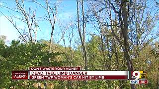 Beware danger from dead tree limbs