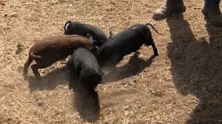 Piglets' bizarre spins while eating