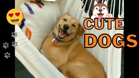 Cute Dogs Compilation Vol. 4 - Lovable Doggies That Will Make You Happy