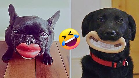 Best Funny Doggies Doing Things 😂🤣🤣 # Dogs Compilation