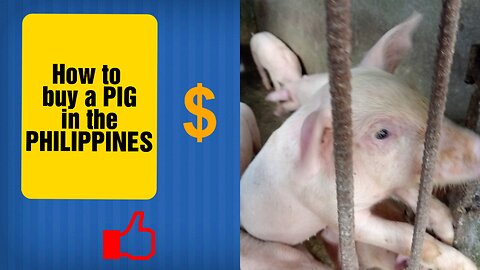 HOW TO BUY A PIG IN THE PHILIPPINES