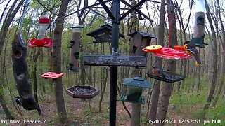 Baltimore oriole close-up from PA Bird Feeder 2 5/1/2023