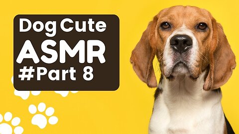 Dog cute ASMR clips Part 8