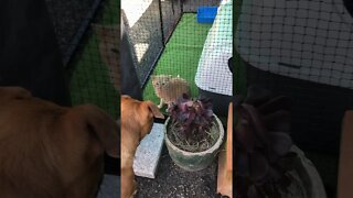 Introducing dog to the new cat enclosure