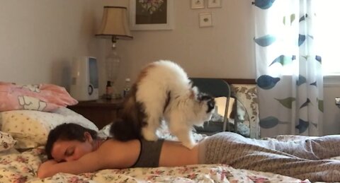 Cat Gives Massage to Owner