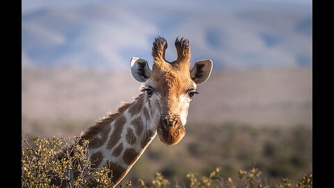 The Extraordinary World of Giraffe's!